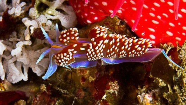 San Diego Underwater Photograpic Society