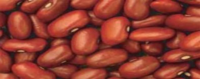 LA PLANTA DE FRIJOL Y SU CICLO VITAL