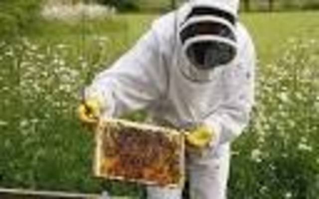 The secret life of bees