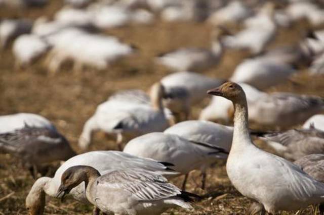 Réserve Nationale de Faune de Cap Tourmente