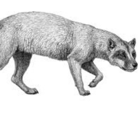 Phlaocyon of the Borophaginae Group