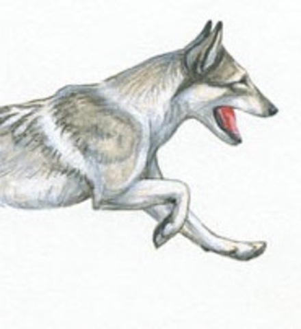 Canis species called Eucyon