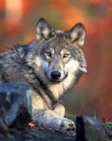 Gray wolf most common ancestor of German Shepherd