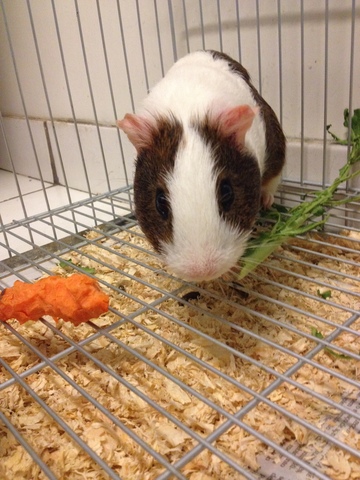 ganhei um porquinho da india