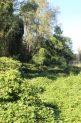 Split rock fondation