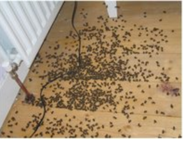 Bees swarmed into Lilys room