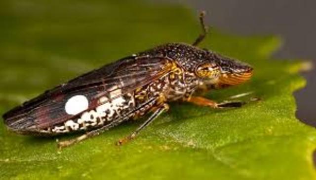 Sharpshooter Introduced In California