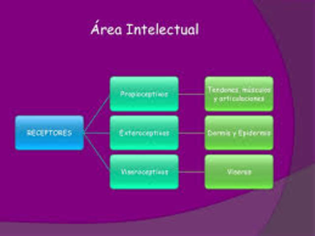 Area Cognitivo - intelectual