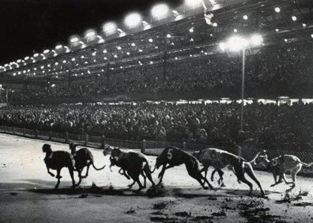 Wonderland Dog Track