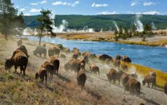 Yellowstone: 1st National Park