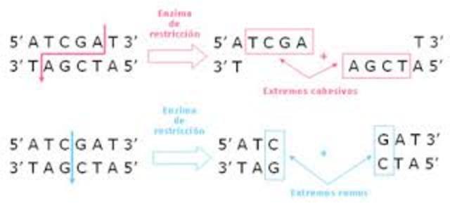 Enzimas de Restricción
