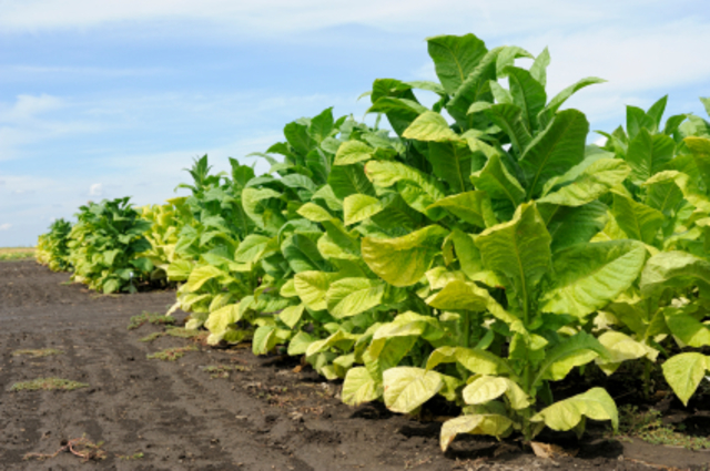 Tobacco