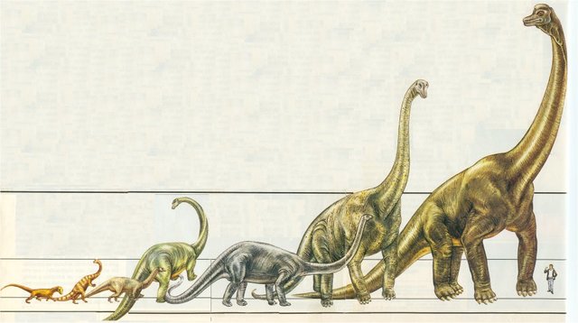 EVOLUCIÓN
