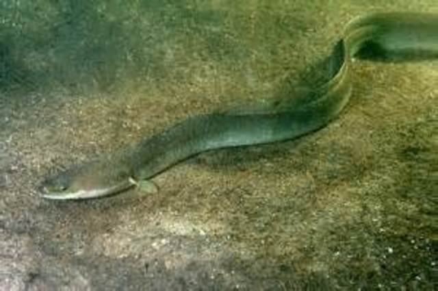 european eel