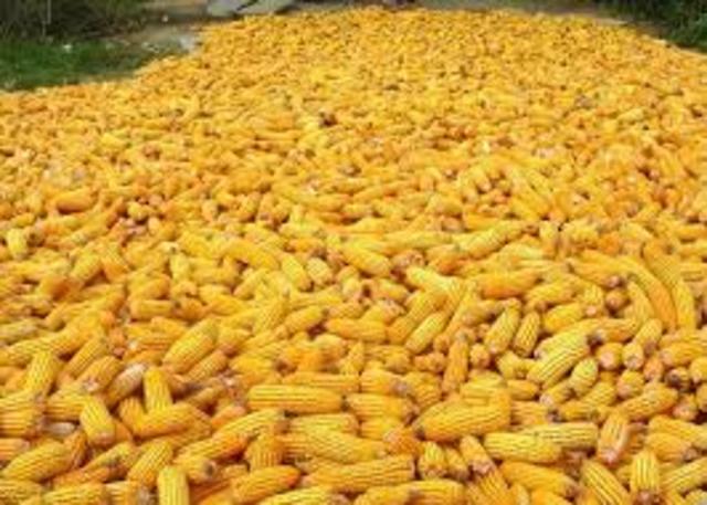 Maize
