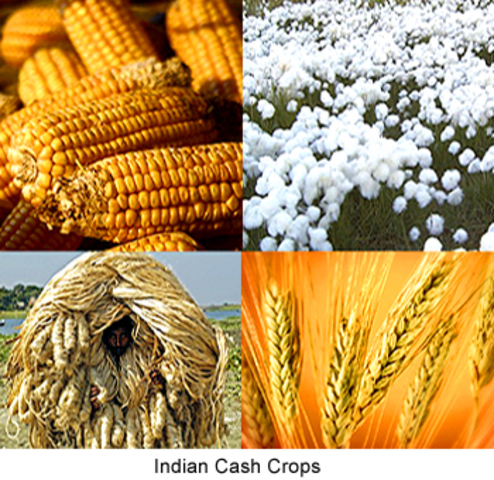 Cash Crops (Period 2)