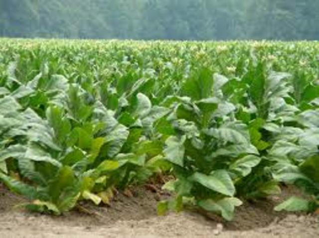 Tobacco grown