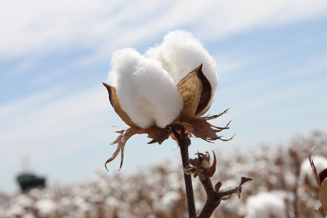 Top Cotton Producer