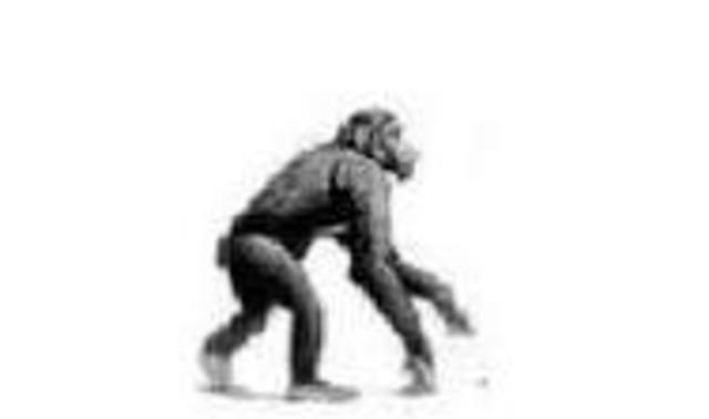 Pre - Australopithecus -600000 a -300000
