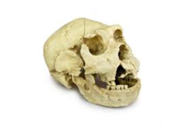 Homo heidelbergensis