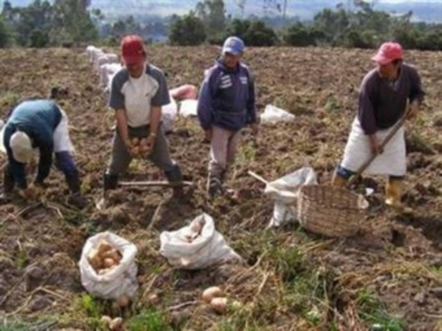 Advertencia acerca de una caída de cosechas en el cultivo de las hortalizas