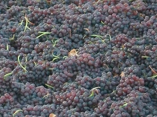 Σταφιδική κρίση1911