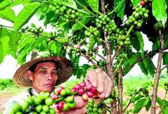 El precio del cafe decallo