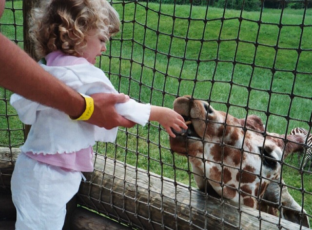 I'm Feeding a Giraffe at a Zoo