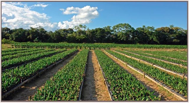 Institución agricola.