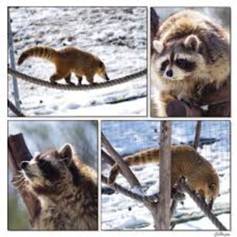 Mosómedvék és ormányos medvék költöztek egy új kifutóba