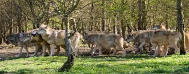 A terület farkasok befogadására is alkalmas kifutóval bővült