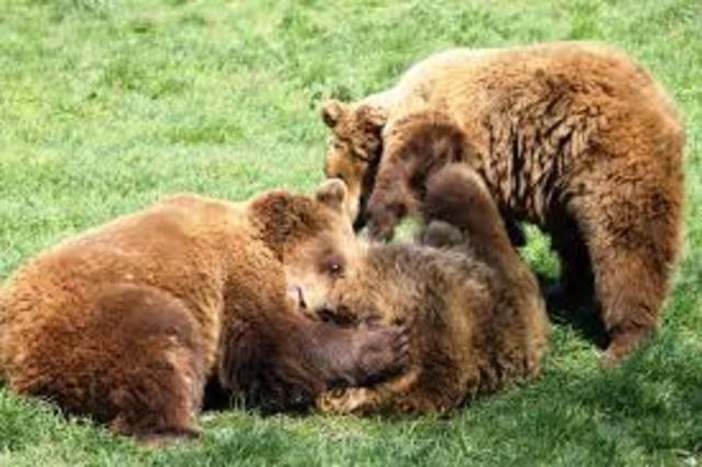 Medvék beköltözése