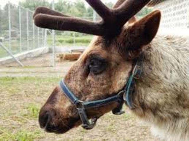 Két rénszarvas költözött be a Medveotthonba