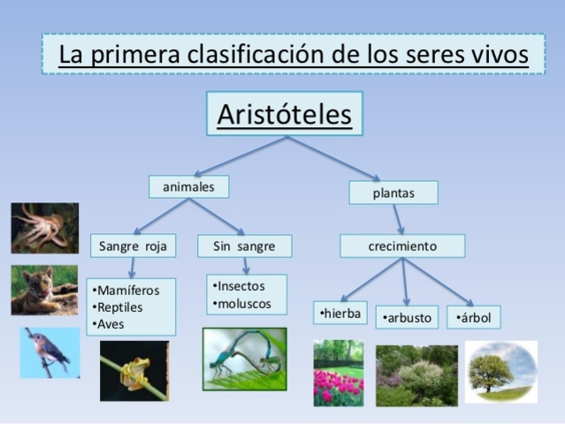 Aristóteles y Teofrasto IV A.C.