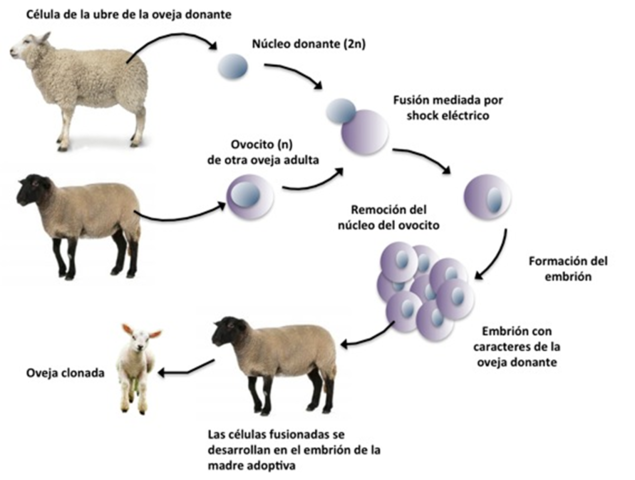Clonación del primer mamífero, una oveja llamada "Dolly".