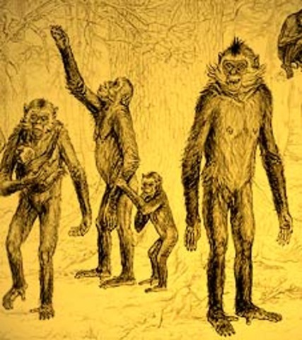 Surgimiento de los primates 70 millones de años A.C