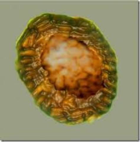 PRECAMBICO (2.500 millones de años)