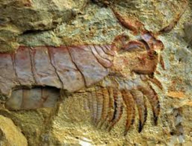 570 millones de años (PALEOZOICO)