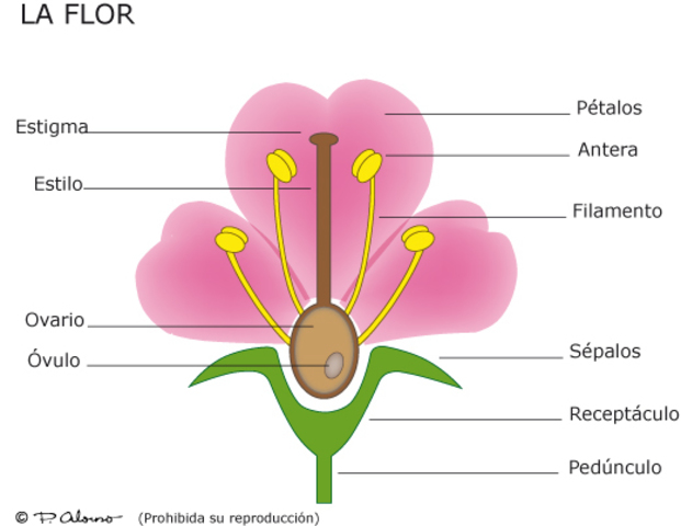 Se confirma la reproducción sexual en las plantas.