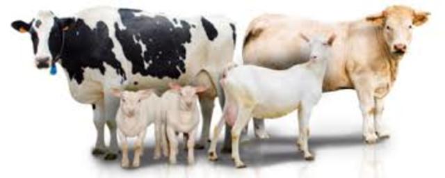 38 millones de años