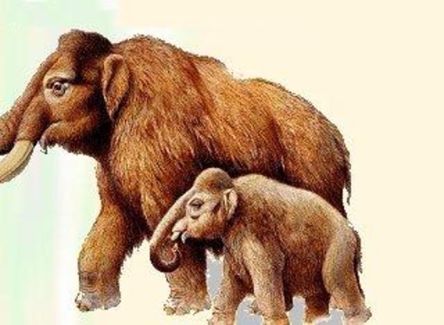 26 millones de años