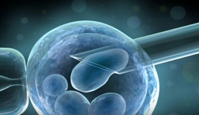 Stem Cells