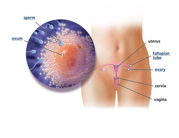 Fetal Development Week 1