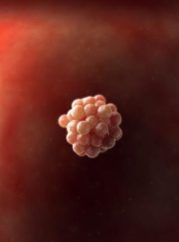 Week One: Your Last Menstrual Period