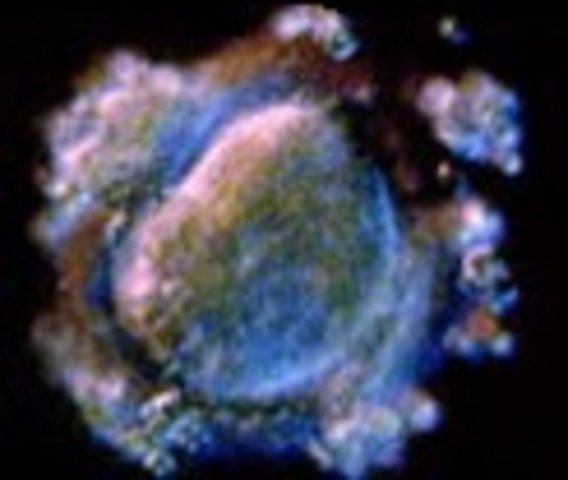 Week Three: Cells Join, Divide - New life begins