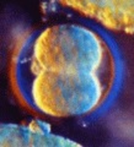 Week Three: Cells Join, Divide - New life begins