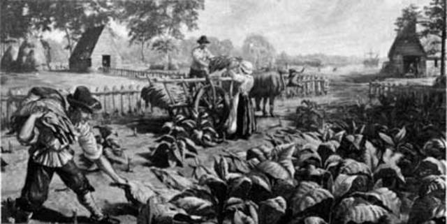 Unit 2 (1607-1754): Tobacco Cultivation