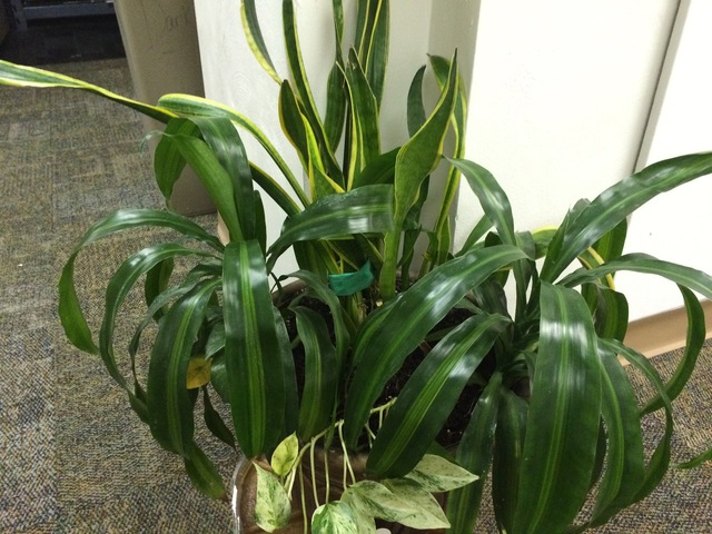 Story behind the Plant