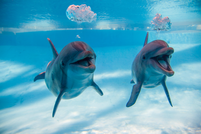 Ground is broken for famous dolphin exhibit