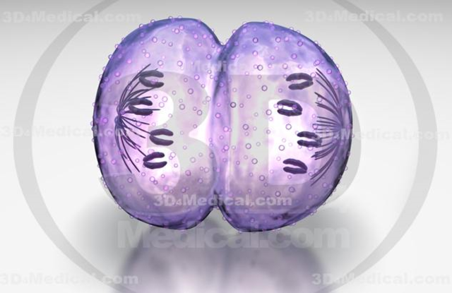 week 4, Implantation